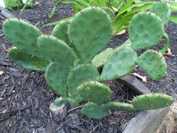 After your cactus pad is cut, you are ready to plant. Eastern Prickly Pear Cactus World Seed Supply