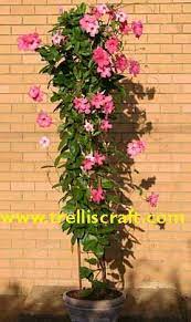 Pin On Garden