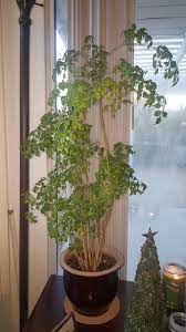 All plants require water, light, and food, but the trick to success is to practice moderation. Houseplants Forum Pruning A China Doll Garden Org