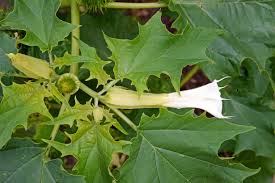 Image result for Datura stramonium