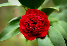 Professor Sargent Camellia In 2020 Buy Plants Online Camellia Low Light House Plants