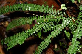 Image result for Lindsaeaceae