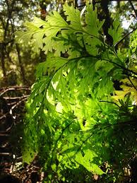 Image result for Hymenophyllum splendidum