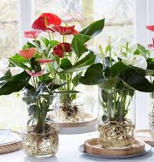 Nah jawabannya, karena ada yang namanya siklus hal ini terjadi terus menerus loh, mengikuti tahapan dalam siklusnya. Rendam Pokok Kecil Dalam Air Tak Perlu Siram Cantik Buat Hiasan Rumah Mingguan Wanita