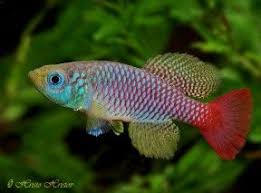 Groups Cyprinodontiformes Seriously Fish Aquarium Fish Fish Freshwater Aquarium Fish