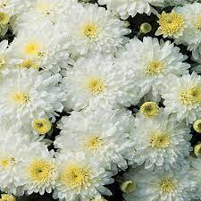 Yepmax white mums silk fake flowers heads 1.5 wedding decorations 100 pcs. 1 71 Pint White Chrysanthemum Plant 17103 The Home Depot