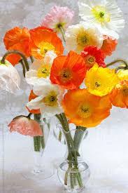 Poppy Flower Bouquet Beautiful Bouquet Of Flowers Poppy Flower