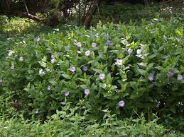 Image result for Thunbergia laborans