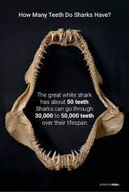 Many great white sharks have around 300 teeth, in general, though. How Many Teeth Do Sharks Have Howmanypedia Shark Great White Shark Teeth