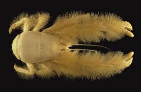 The north and south poles. Mariana Snailfish Tops The List Of Weirdest Deep Sea Creatures Blog Nature Pbs