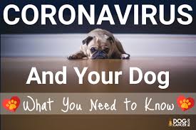 It's normal to feel a sense of loss. Coronavirus And Your Dog What You Need To Know Dog Cancer Blog