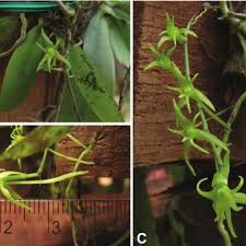 Image result for Tridactyle stevartiana