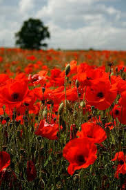 Poppy Field At Thorpe Waterville Poppy Flower Garden Beautiful Flowers Wildflowers Photography
