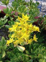 Jade Plant Flower Jade Plants Planting Flowers Plants