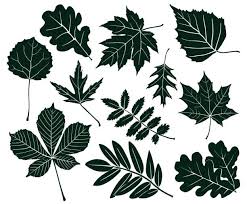 オークの葉 イラスト素材 Istock