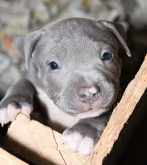 Unfortunately, dogs in this group have fallen victim to inaccurate stereotypes, and many people believe they're naturally aggressive. What Is A Grey Pitbull Everything You Need To Know