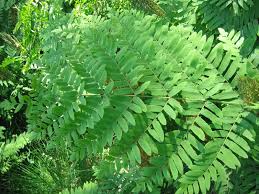 Image result for Osmunda regalis