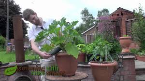 Zucchini and squash can be grown effectively in containers. Growing Zucchini Courgette Plants In A Pot Youtube