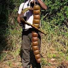 Image result for Entada