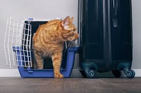 Take your pets wherever life takes you. New Rules For Pet Travel From 1 January 2021 Gov Uk