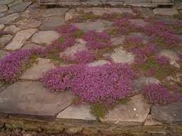 Plants And Stones Patio Thyme Red Creeping Thyme Flower Garden Plants