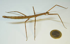 Image result for Multidentia exserta