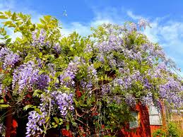 Home Depot Is Selling Wisteria Trees For Just 23