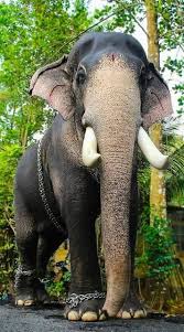 Mangalamkunnu karnan is one of the famous elephants in kerala. 63 Aanachandam Ideas Elephant Lover Elephant Kerala