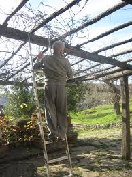 Istruzioni su come potare la vite e come individuare il periodo giusto per la potatura del vitigno. Potare Una Pergola D Uva E Glicine Andrea Pagliantini
