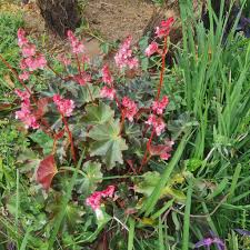 Image result for Otomeria elatior