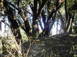 Image result for Scolopia zeyheri