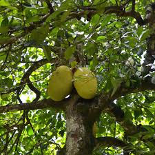 Image result for Artocarpus heterophyllus