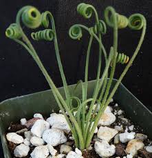 Image result for Albuca