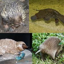 Monotreme One Of The Three Main Groups Of Living Mammals In 2020 Animal Classification Mammal Unit Mammals