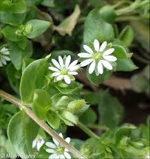 Image result for Stellaria  media