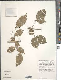 Image result for Psydrax mutimushii