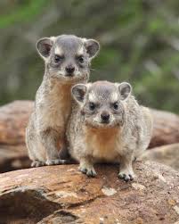 Image result for Rhynchosia usambarensis