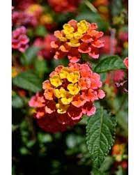 Maybe you would like to learn more about one of these? Shop By Flowers Delivery Idaho Falls Id The Rose Shop