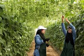 They start producing later than bush beans but continue to produce for a month or two. We Have Been Growing With Green Beans By 30 Annually Over The Last 3 Years