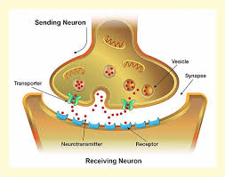 Impacts Of Drugs On Neurotransmission National Institute