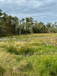 Image result for Oxycaryum