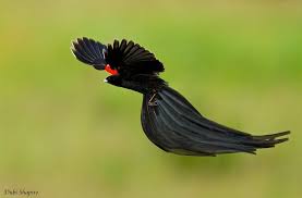 Black Bird With Orange Wings South Africa Euplectes Progne The Species Are Found In Angola Botswana The Democratic Republic Of The Congo Kenya Lesotho South Africa Swaziland And Zambia Kus