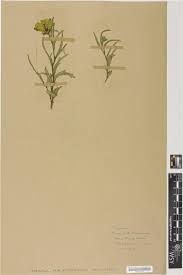 Image result for Hibiscus malacospermus