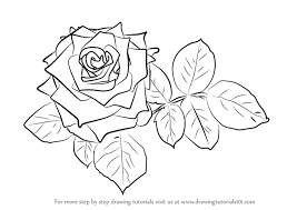 Learn How To Draw Red Rose Rose Step By Step Drawing Tutorials Red Roses Drawings Drawing Tutorial