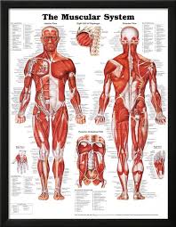 Muscle and bone conditions in older age. The Muscular System Anatomical Chart Poster Print Posters Allposters Com In 2020 Human Muscular System Muscular System Anatomy Muscular System