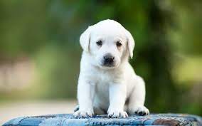 Download Wallpapers White Labrador 4k Retriever Puppy Cute Puppies Pets Labradors 4k Cute Download Labrador L Cute Puppies White Labrador Labrador