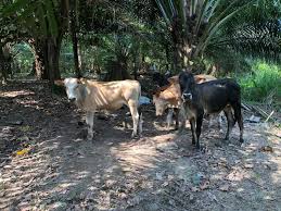 Awak tahulah, kemudian perbualan tentang makanan zat besi dan sembelih anak lembu. Lembu Murah Anak Anak Lembu Kk Kampung Kedah Kelantan Facebook