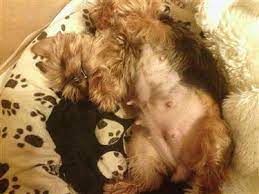 Yorkie Pregnancy Yorkshire Terrier Information Center