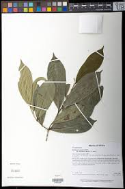 Image result for Octolepis decalepis