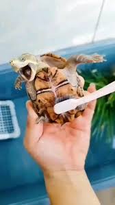 Linda Orme (littletrees3)